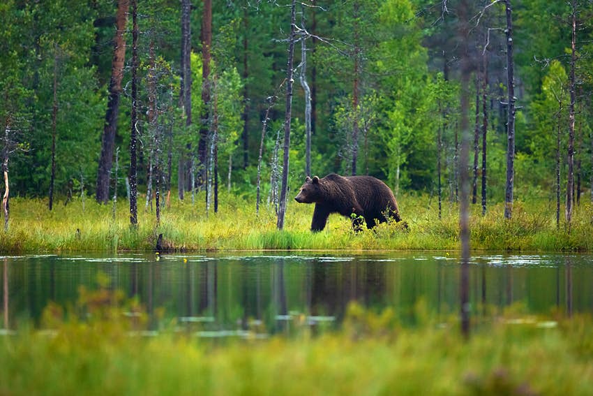 Un gran oso pardo adulto camina por el bosque. 